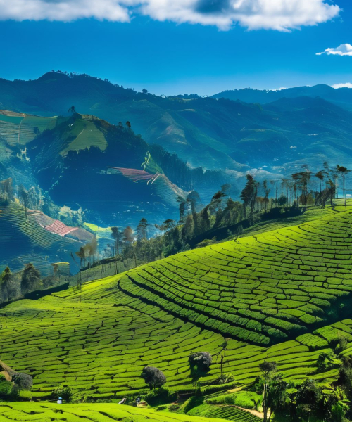 Nuwara Eliya