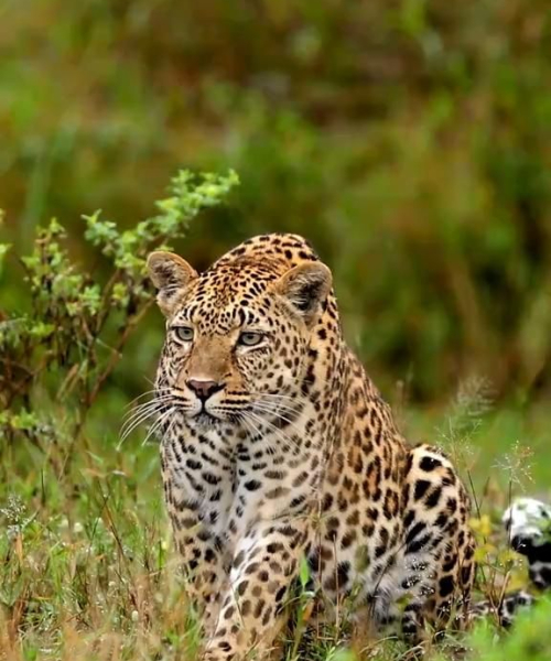 Yala National Park